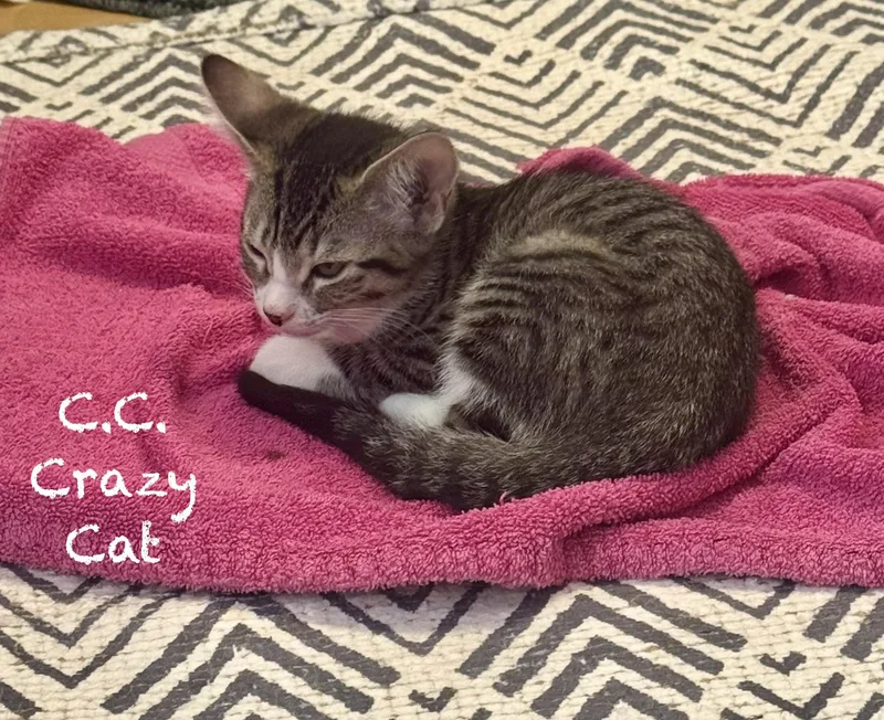A baby medium-sized female Tabby (Brown / Chocolate) American Shorthair cat named Tipsy Tink  Crazy for adoption in Mission Viejo, CA
