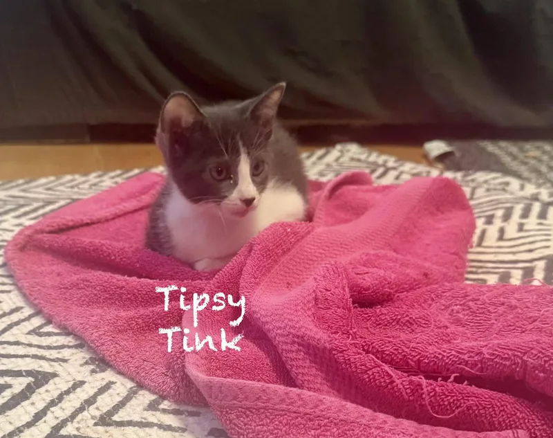 Tipsy Tink  Crazy thumbnail 3