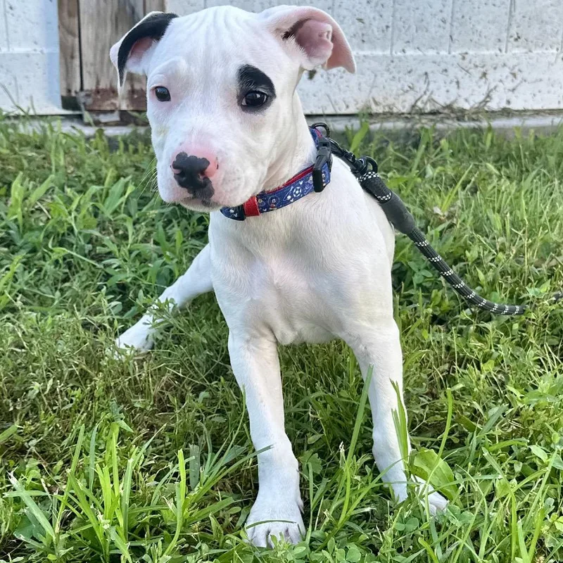 A baby small-sized male White / Cream Mixed Breed dog named Captain DI for adoption in Union, MO