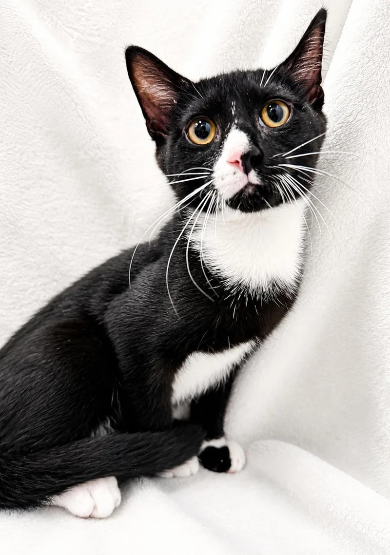 A baby medium-sized male Black & White / Tuxedo Domestic Short Hair cat named Jett for adoption in Greensboro, NC