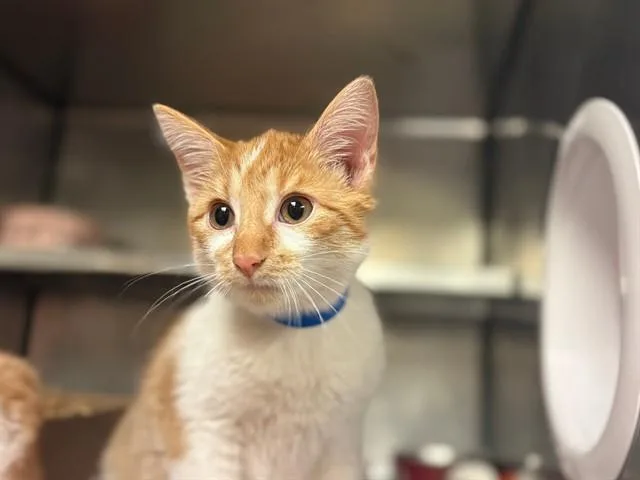 A baby small-sized male Domestic Short Hair cat named Dippy for adoption in Fort Wayne, IN