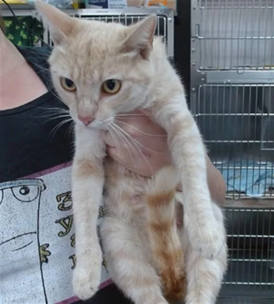 A young medium-sized female Domestic Short Hair cat named Autumn for adoption in Salinas, CA