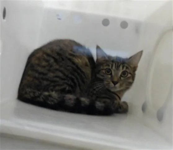 A young medium-sized female Domestic Short Hair cat named Espeon for adoption in Fayetteville, NC