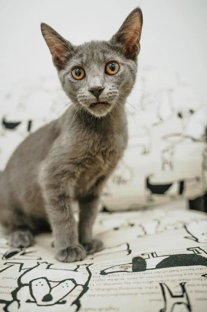 A baby small-sized male Tabby cat named Starburst @PetSmart Walker Rd for adoption in Newberg, OR