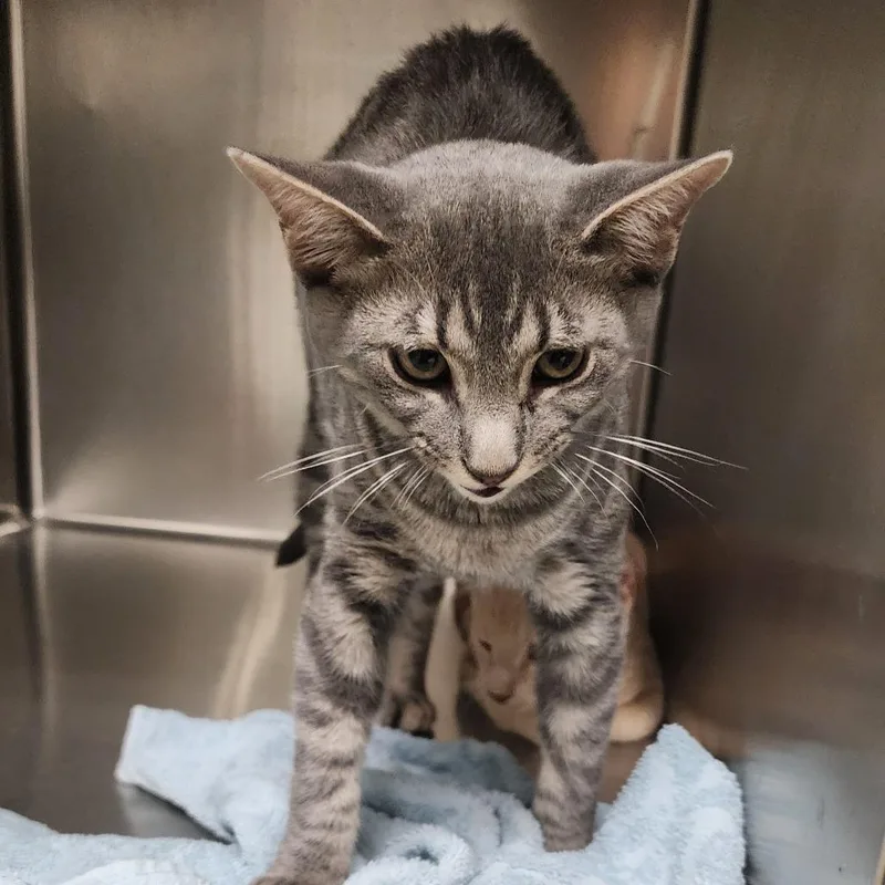 A baby medium-sized male Gray / Blue / Silver Domestic Short Hair cat named Cheeto for adoption in Bedford, NH