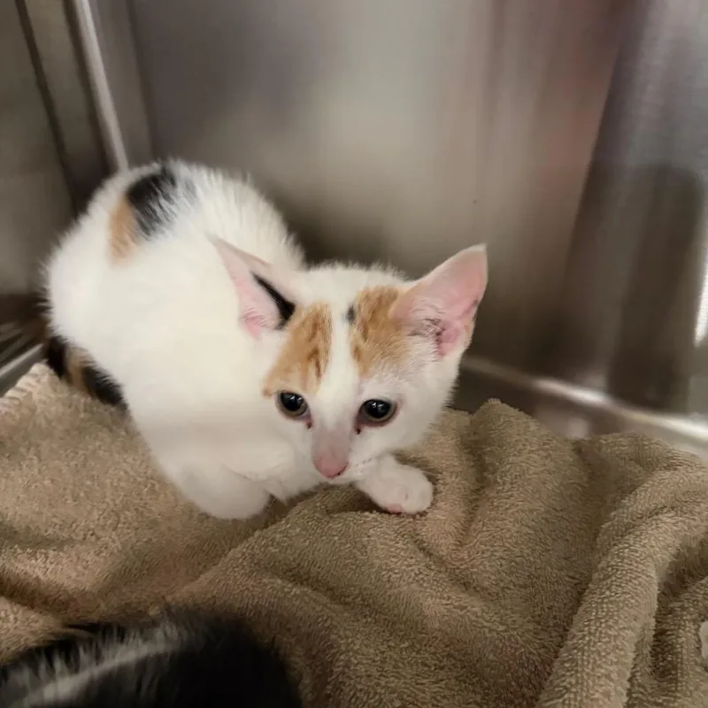 A baby small-sized female Domestic Short Hair cat named Cinnamon for adoption in Scituate, MA