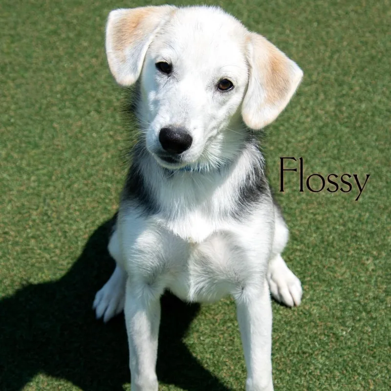 Flossy thumbnail 2