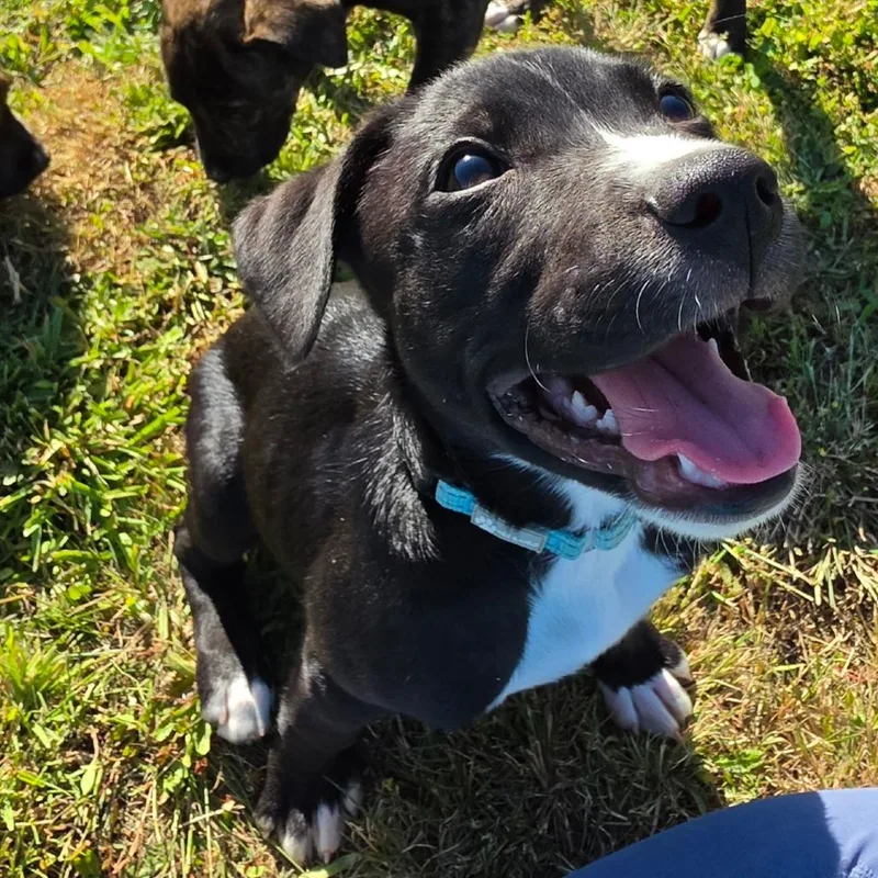 A baby medium-sized male Black Pit Bull Terrier dog named James Brown for adoption in Centralia, WA