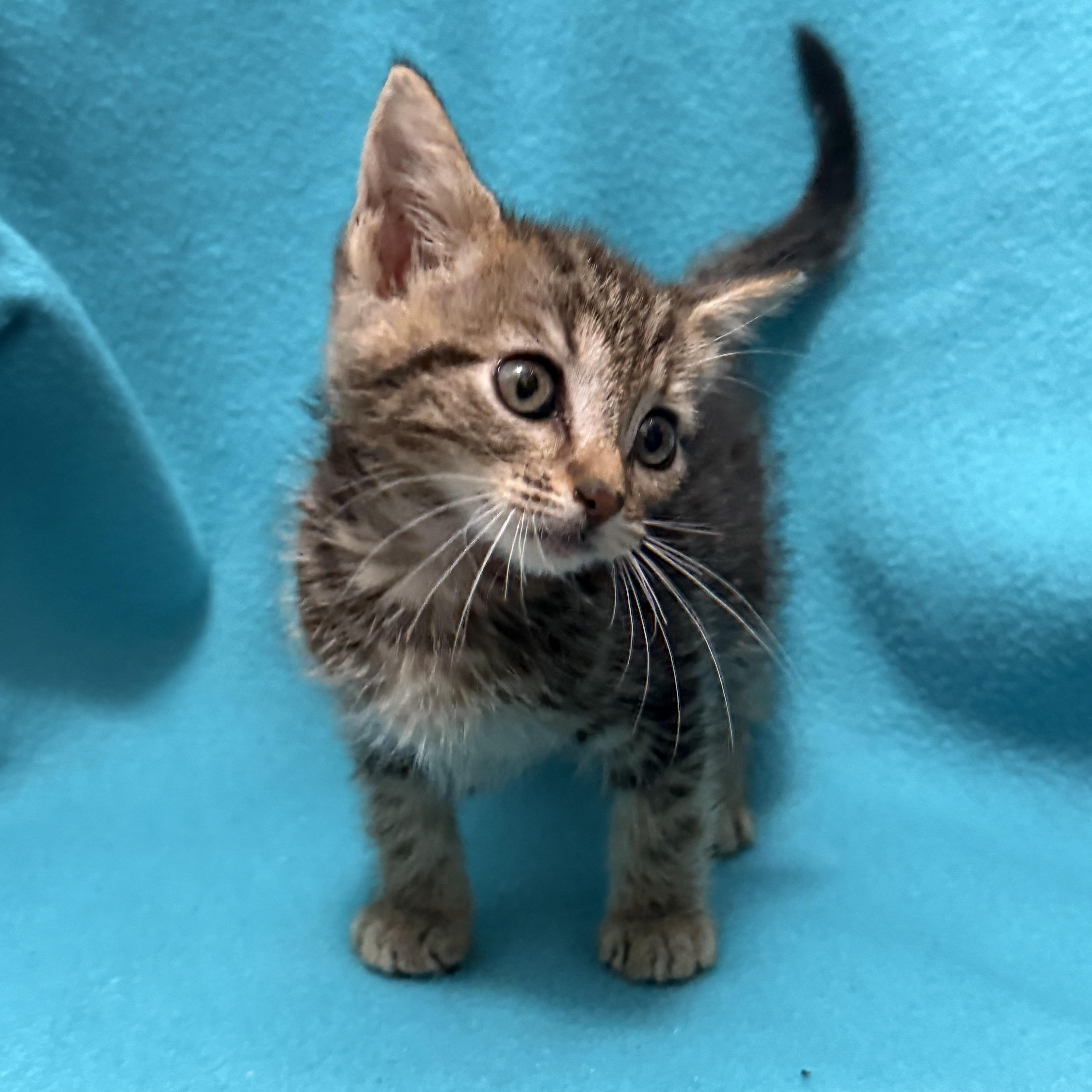 A young medium-sized female Tabby (Brown / Chocolate) Domestic Short Hair cat named Peanut for adoption in Oakdale, CA