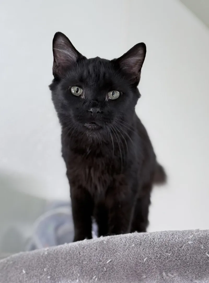 A young small-sized female Domestic Medium Hair cat named Whoopi for adoption in Quilcene, WA