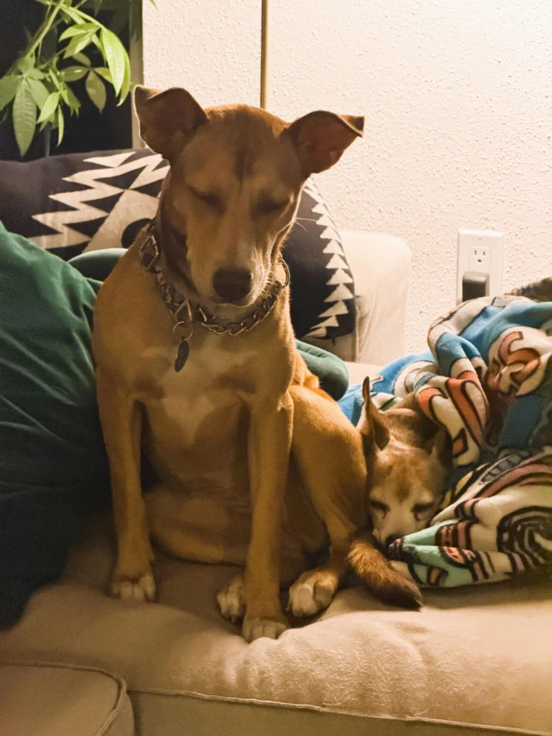 A baby medium-sized female Yellow / Tan / Blond / Fawn Mixed Breed dog named Lexi for adoption in Houston, TX