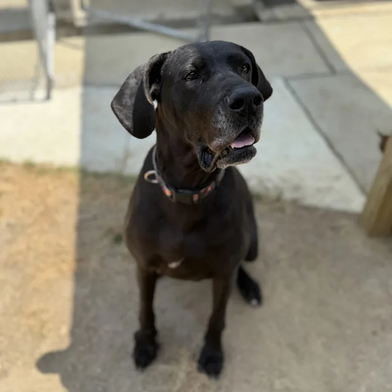 An adult extra large-sized female Black Great Dane dog named Delilah for adoption in Columbia, SC