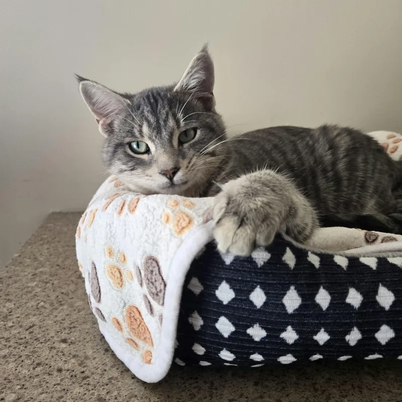 An adult medium-sized male Tabby (Gray / Blue / Silver) Domestic Short Hair cat named Sven for adoption in West Branch, MI