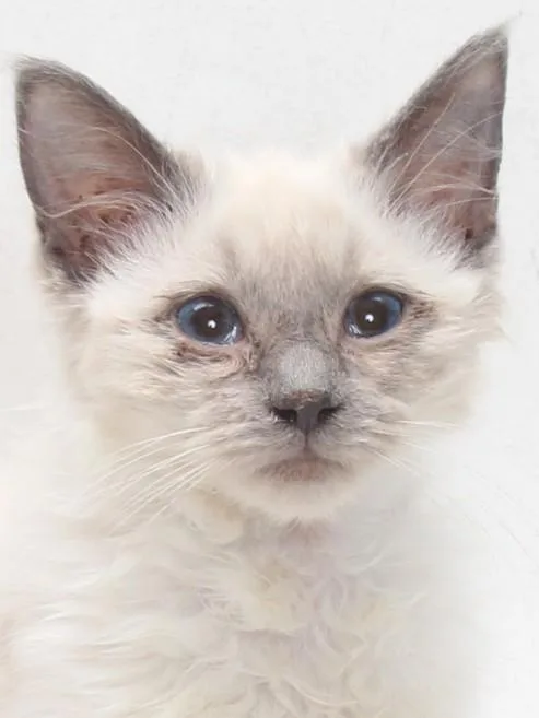 An adult small-sized female Domestic Medium Hair cat named A for adoption in Burbank, CA