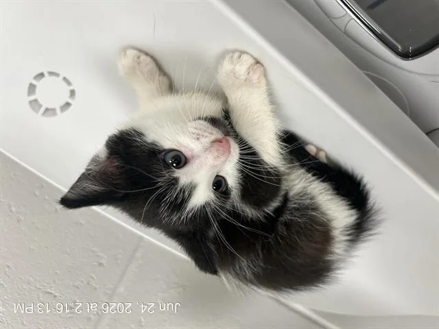 A baby small-sized male Domestic Short Hair cat named Blaine for adoption in Ocala, FL