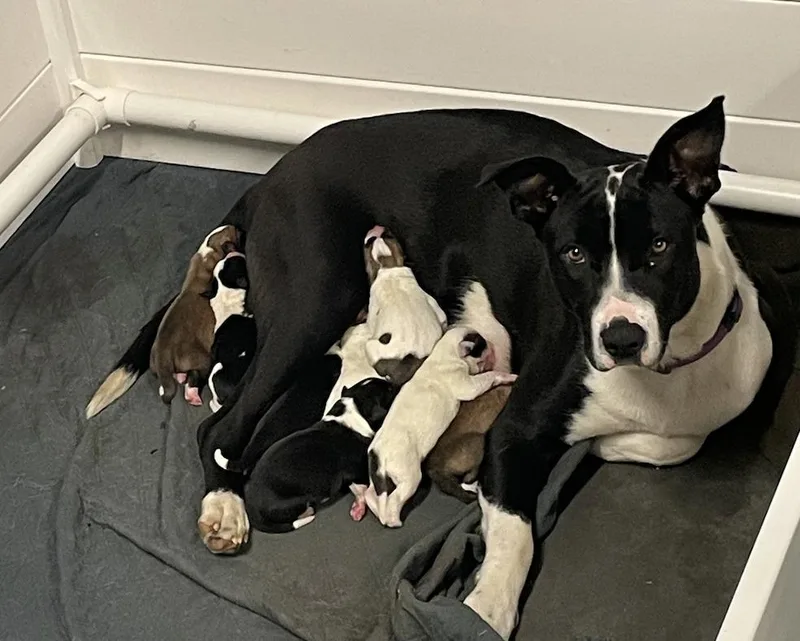 Mcintosh thumbnail 2