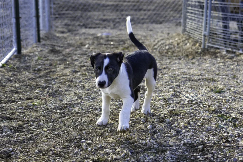 Mcintosh thumbnail 3