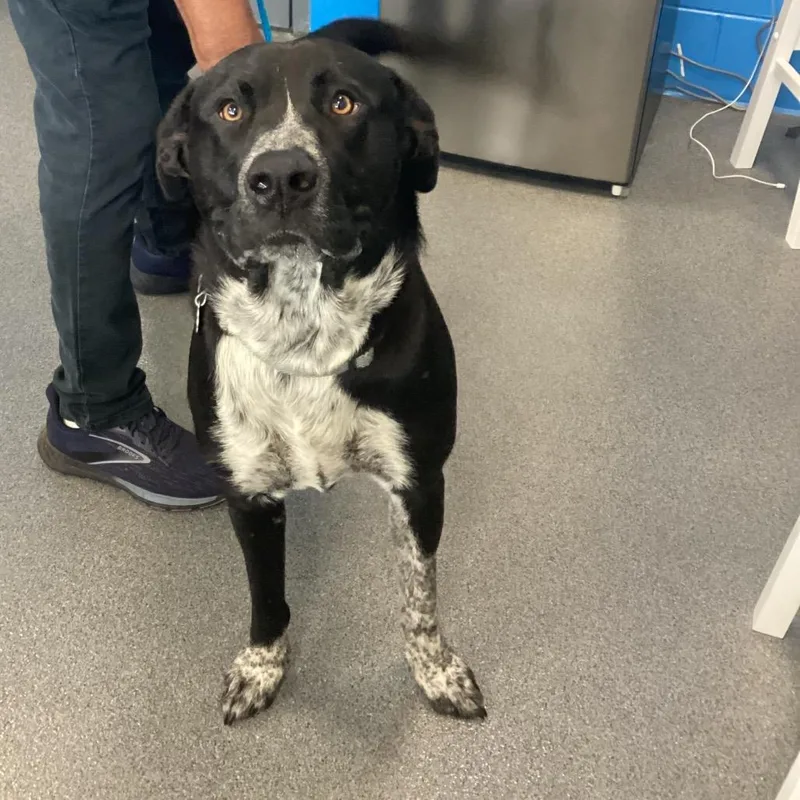 A young large-sized male Black Cattle Dog dog named Pete for adoption in Montgomery, AL