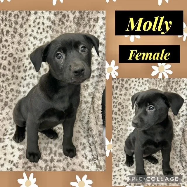 A baby medium-sized female Labrador Retriever dog named Molly for adoption in Manchester, CT