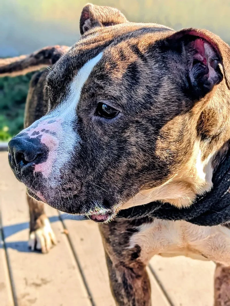 An adult medium-sized female Brindle Pit Bull Terrier dog named Winifred for adoption in Chicago, IL