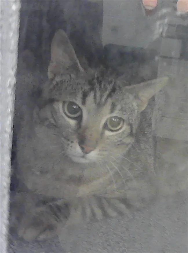A young medium-sized male Domestic Short Hair cat named Baby for adoption in Houston, TX