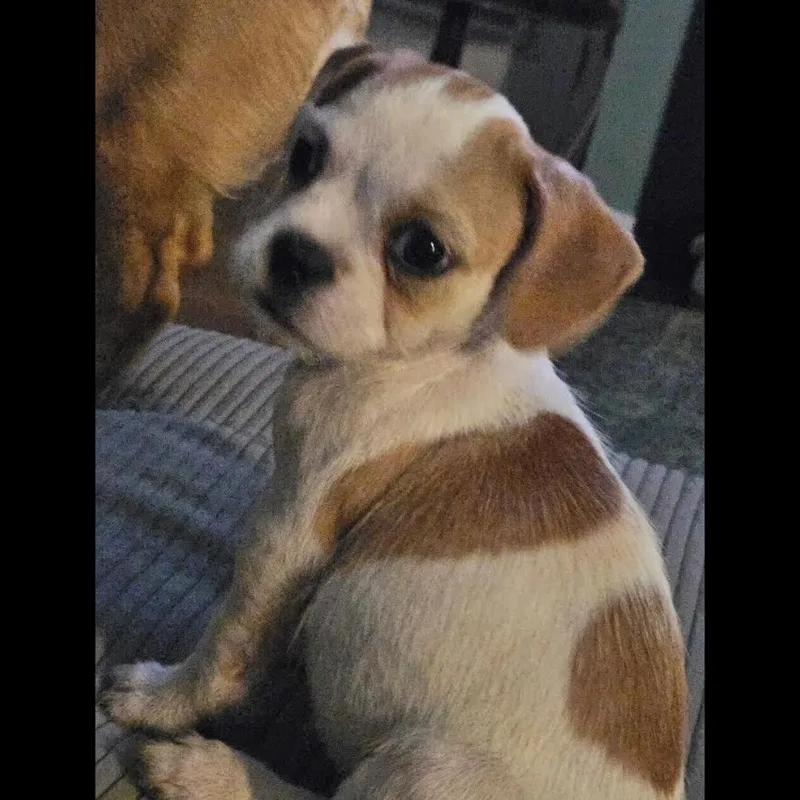 A baby small-sized female French Bulldog dog named Roll for adoption in Midlothian, VA