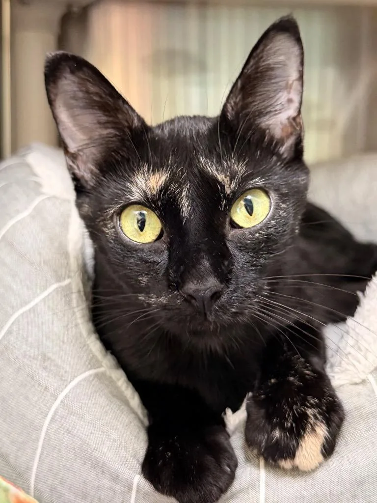 A young medium-sized female Domestic Short Hair cat named Cathy for adoption in Menomonie, WI