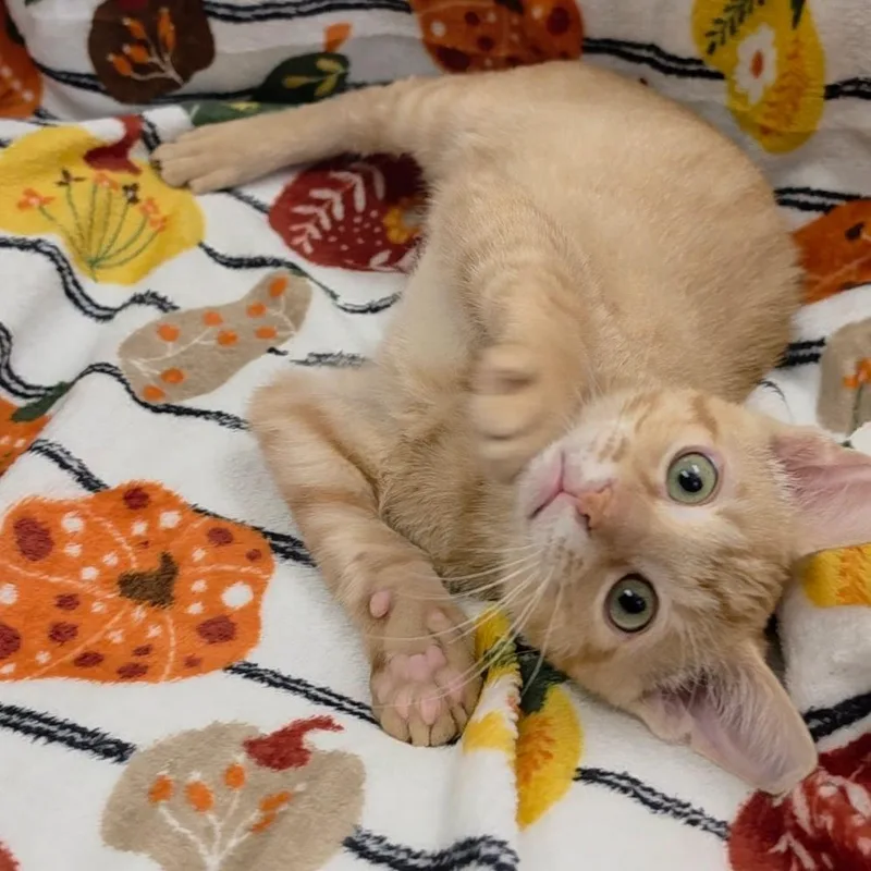 A baby large-sized male Domestic Short Hair cat named Nacho for adoption in Kerrville, TX
