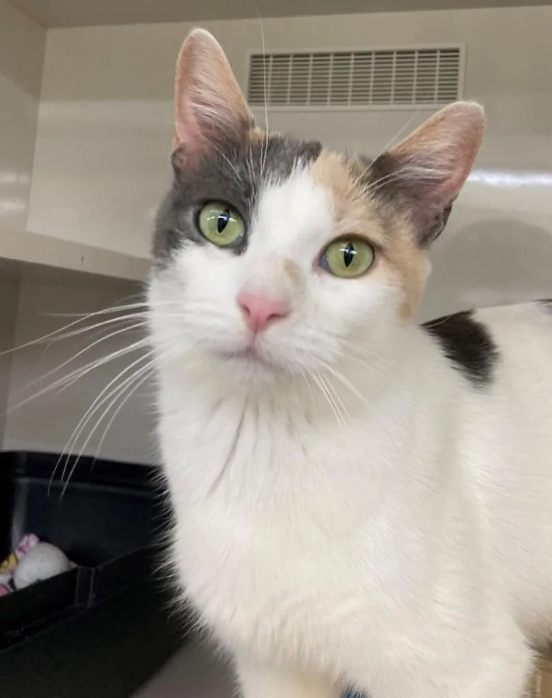 An adult medium-sized female Domestic Short Hair cat named Selena for adoption in Genoa, IL
