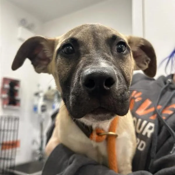 An adult medium-sized male Black Mixed Breed dog named Gonzo for adoption in New York, NY