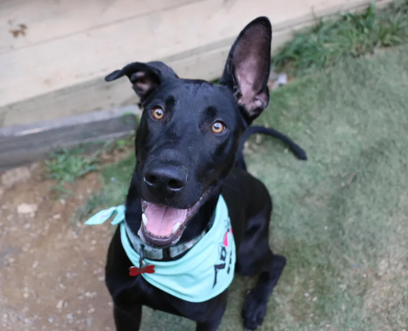 A baby medium-sized male German Shepherd Dog dog named Drago his royal handsomeness for adoption in Houston, TX