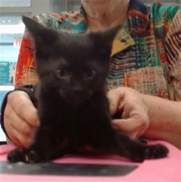 A baby small-sized male Domestic Short Hair cat named Ozzy for adoption in Oklahoma City, OK
