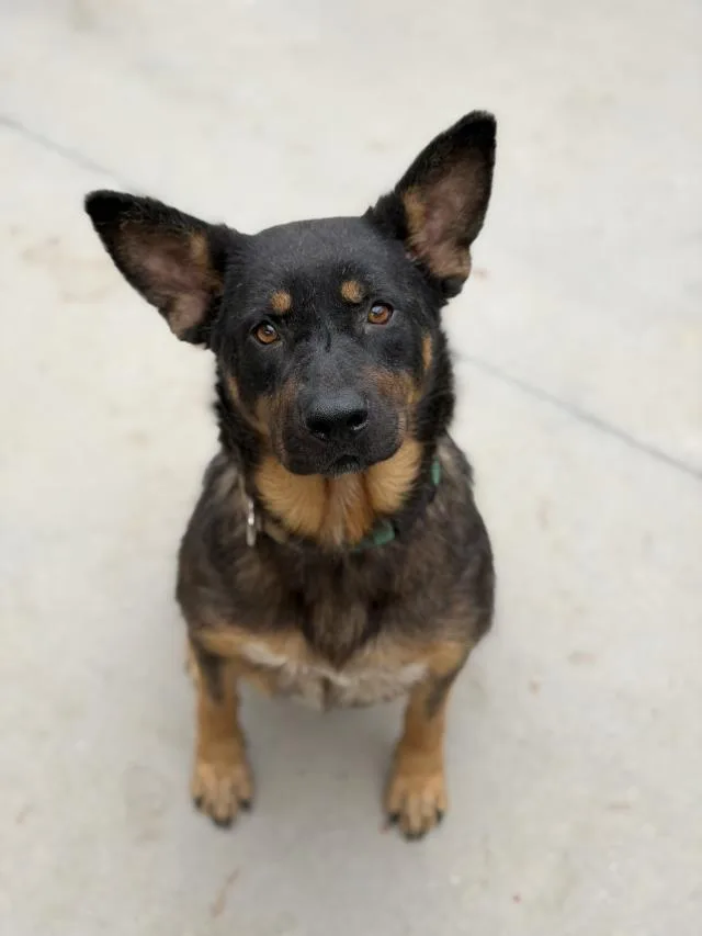 A young medium-sized female Rottweiler dog named Gracie for adoption in Santa Barbara, CA