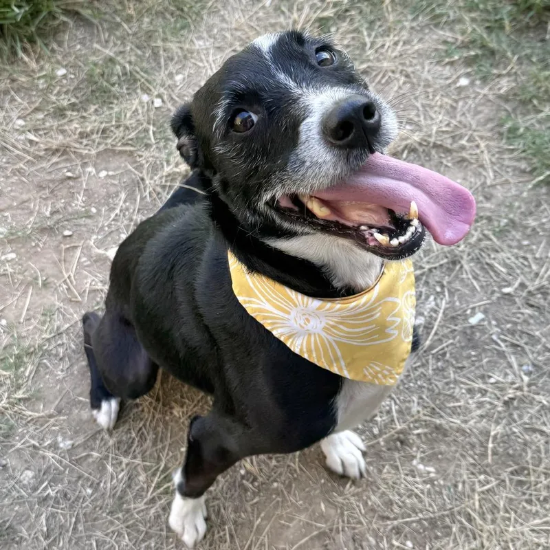An adult medium-sized female Black Terrier dog named Goddess for adoption in Beaumont, TX