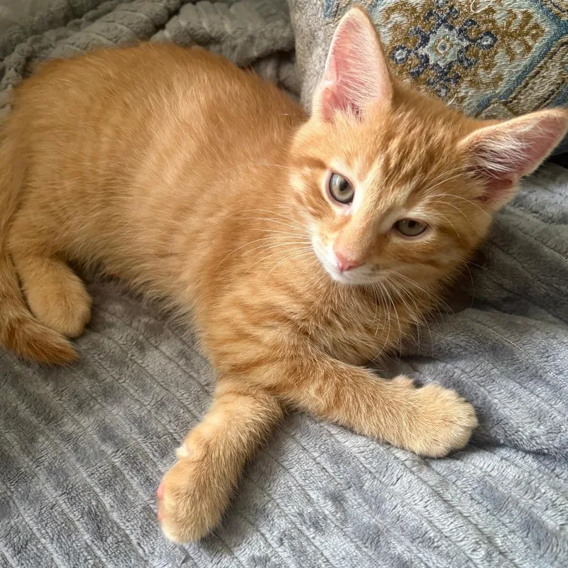 A baby small-sized male Orange / Red Domestic Short Hair cat named Frank in Finance for adoption in Muncie, IN