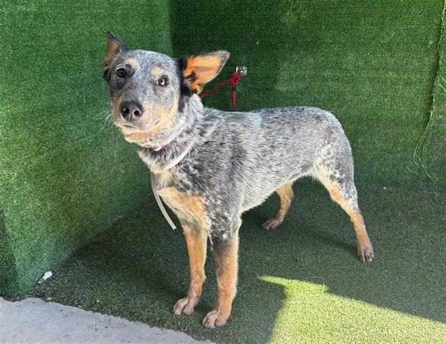 A young medium-sized female Australian Cattle Dog / Blue Heeler dog named Coco for adoption in Lancaster, CA