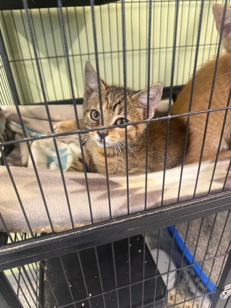 A baby small-sized female Domestic Short Hair cat named Lizard for adoption in Auburn, IN