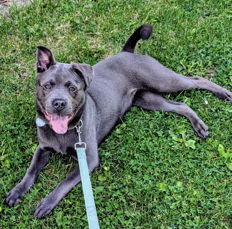 A young medium-sized female Pit Bull Terrier dog named Blue for adoption in Williamsburg, IA