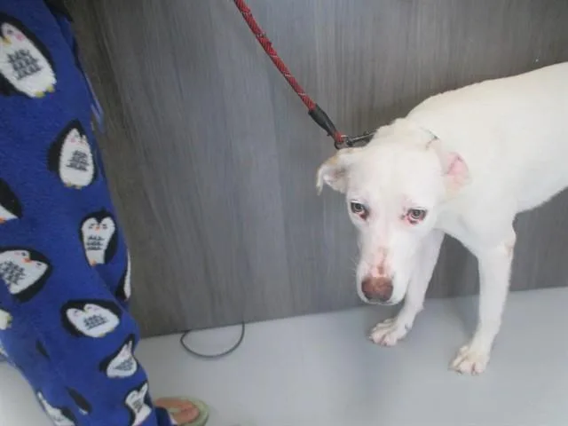 A young large-sized female Labrador Retriever dog named A for adoption in Ocala, FL