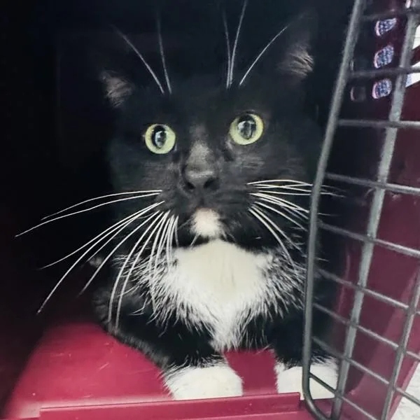 A young medium-sized male Domestic Short Hair cat named Comet Bonded Buddy for adoption in Des Moines, IA