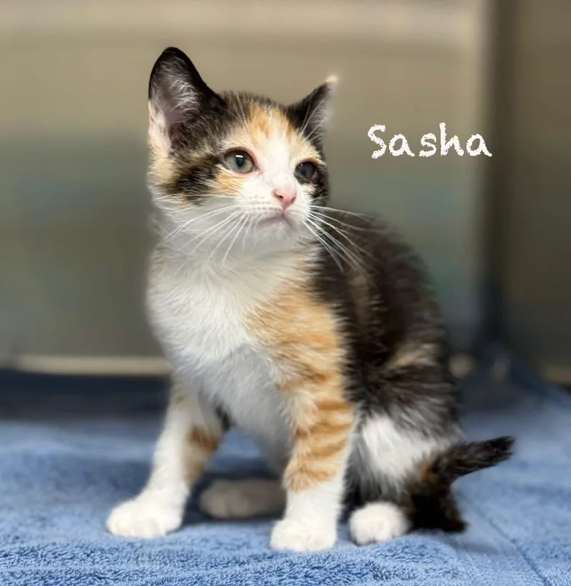 A baby medium-sized female Calico Domestic Short Hair cat named Sasha for adoption in Pawleys Island, SC