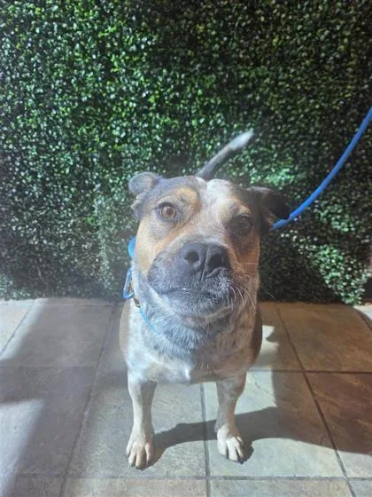 A baby large-sized male Mixed Breed dog named Stockton for adoption in El Paso, TX