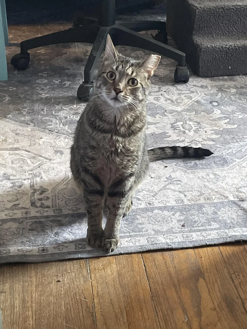 Penny