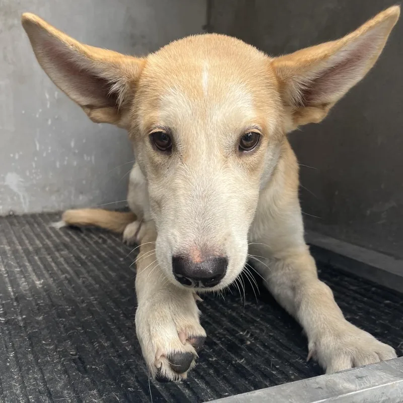 A baby medium-sized female Shepherd dog named Alice Ann for adoption in Edinburg, TX