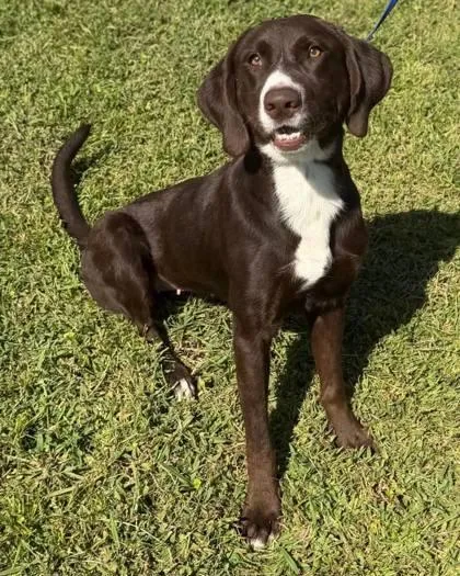 An adult medium-sized female Labrador Retriever dog named Ritata for adoption in Washington, DC