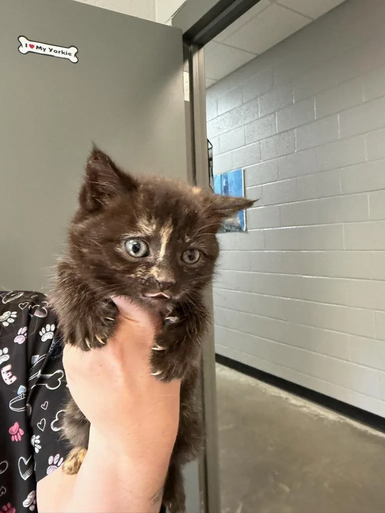 A baby small-sized female Domestic Short Hair cat named Serenity for adoption in Henderson, NC
