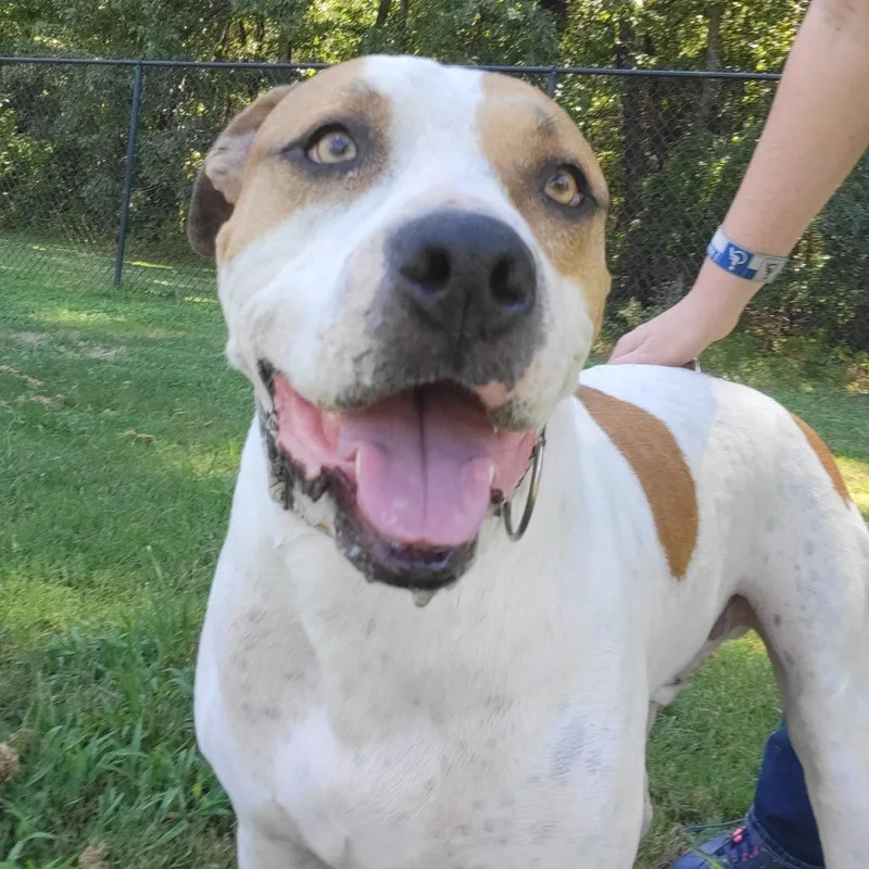 An adult large-sized male White / Cream Pit Bull Terrier dog named Tommy Boy for adoption in Cabot, AR