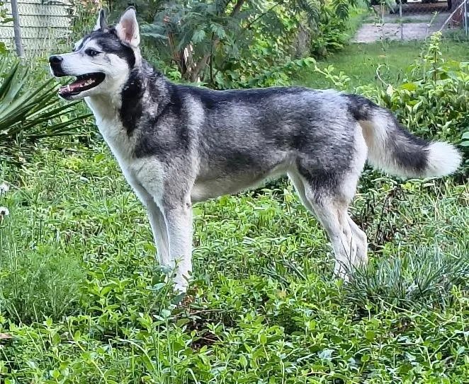 A young medium-sized female Husky dog named Ice for adoption in Greenville, SC