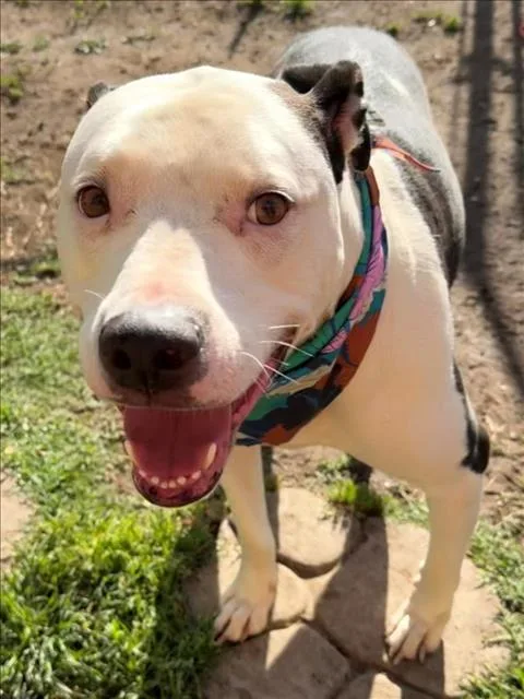 An adult medium-sized male Labrador Retriever dog named Duke Aka Yeller for adoption in Tulsa, OK