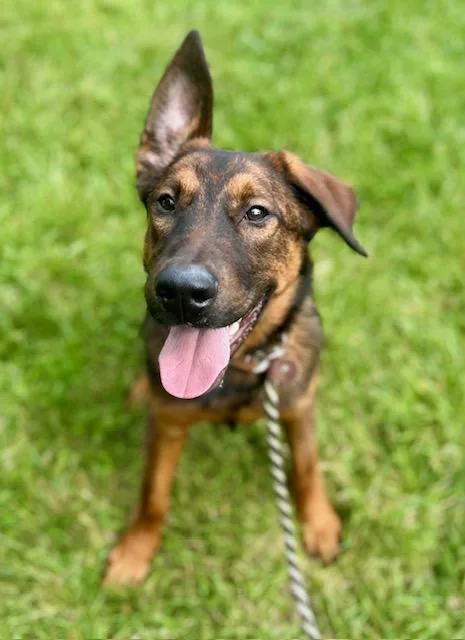 A young medium-sized male German Shepherd Dog dog named Griff for adoption in Charlotte, NC